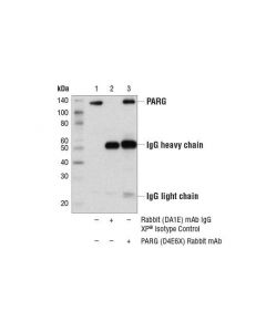 Cell Signaling Parg (D4e6x) Rabbit mAb