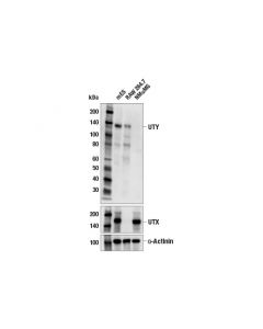 Cell Signaling Uty (E4x6v) Rabbit mAb