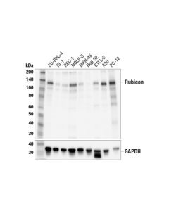 Cell Signaling Rubicon (E5j5v) Rabbit mAb
