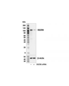 Cell Signaling Dgcr8 (E9o3l) Rabbit mAb