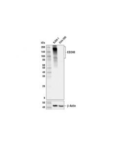 Cell Signaling Cd248 (E9z7o) Xp ® Rabbit mAb (Bsa And Azide Free)