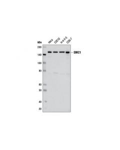 Cell Signaling Smc1 (8e6) Mouse mAb
