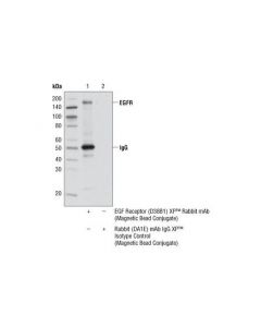 Cell Signaling Egf Receptor (D38b1) Xp Rabbit mAb (Magnetic Bead Conjugate)