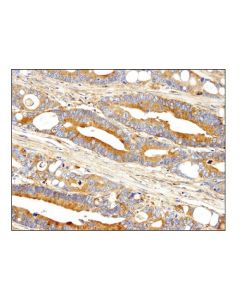 Cell Signaling Dynactin P150glued (D1w1o) Rabbit mAb