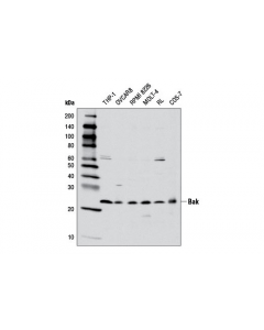 Cell Signaling Bak (D2d3) Rabbit mAb
