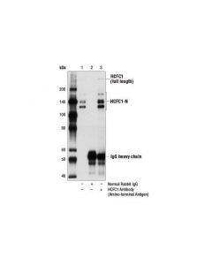 Cell Signaling Hcfc1 Antibody (Amino-Terminal Antigen)
