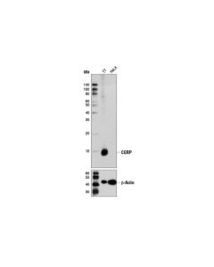 Cell Signaling Cgrp (D5r8f) Rabbit mAb (Bsa And Azide Free)