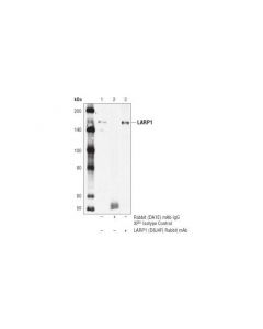 Cell Signaling Larp1 (D8j4f) Rabbit mAb