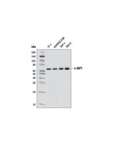 Cell Signaling C-Iap1 (D5g9) Rabbit mAb