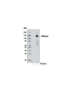 Cell Signaling Rubicon (D8b2) Rabbit mAb