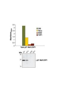 Cell Signaling Pathscan Total P21 Waf1/Cip1 Sandwich Elisa Kit