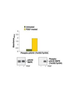 Cell Signaling Pathscan Phospho-P44/42 Mapk (Thr202/Tyr204) Sandwich Elisa Kit