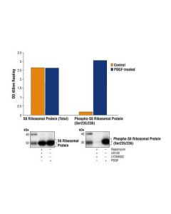 Cell Signaling Pathscan® Phospho-S6 Ribosomal Protein (Ser235/236) Sandwich Elisa Kit