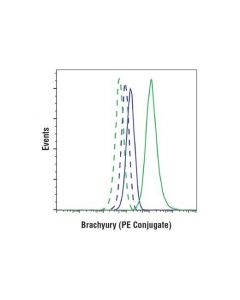 Cell Signaling Brachyury (D2z3j) Rabbit mAb (Pe Conjugate)