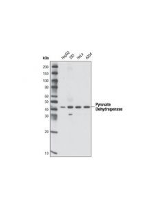 Cell Signaling Pyruvate Dehydrogenase (C54g1) Rabbit mAb (Bsa And Azide Free)