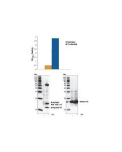 Cell Signaling Pathscan® Acetylated Histone H3 Sandwich Elisa Kit