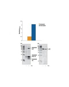 Cell Signaling Pathscan Acetylated P53 Sandwich Elisa Kit