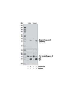 Cell Signaling Cleaved Caspase-9 (Asp330) (D2d4) Rabbit mAb