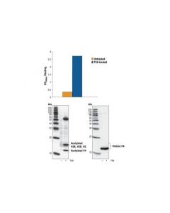 Cell Signaling Pathscan® Acetyl-Histone H4 Sandwich Elisa Kit