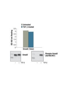 Cell Signaling Pathscan Total Smad2 Sandwich Elisa Kit
