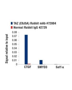 Cell Signaling Taz (E9j5a) Xp Rabbit mAb