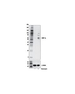 Cell Signaling XBP-1s (E9V3E) Rabbit mAb (BSA and Azide Free)