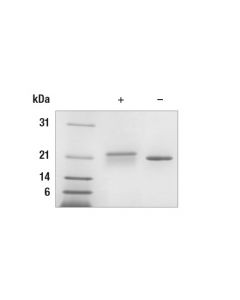 Cell Signaling Mouse G-Csf Recombinant Protein