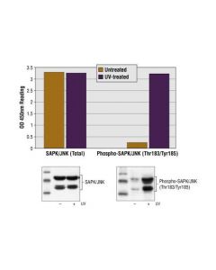 Cell Signaling Pathscan® Phospho-Sapk/Jn