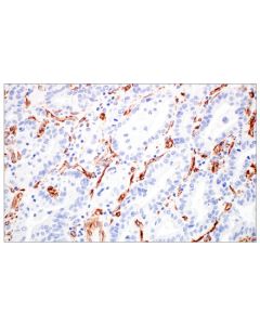 Cell Signaling Nestin (E4o9e) Xp® Rabbit mAb (Bsa And Azide Free)