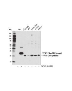 Cell Signaling Vps29 (D2h7g) Rabbit mAb