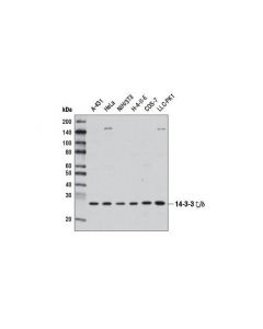 Cell Signaling 14-3-3 Zeta/Delta (D7h5) Rabbit mAb