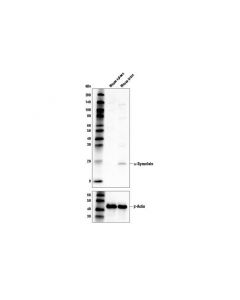 Cell Signaling Alpha-Synuclein (D37a6) Rabbit mAb (Biotinylated)