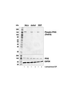 Cell Signaling Phospho-PFAS (Thr619) (F1L7L) Rabbit mAb