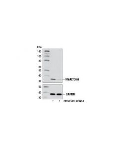 Cell Signaling Signalsilence Htra2/Omi Sirna I
