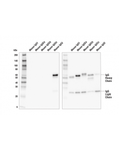 Cell Signaling Goat Anti-Mouse Igg3, Fc Gamma Specific Antibody (Hrp Conjugate)