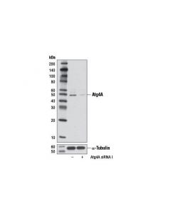 Cell Signaling Atg4a (D62c10) Rabbit mAb