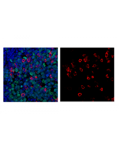 Cell Signaling Pd-1 (Intracellular Domain) (D7d5w) Xp Rabbit mAb (Alexa Fluor 555 Conjugate)