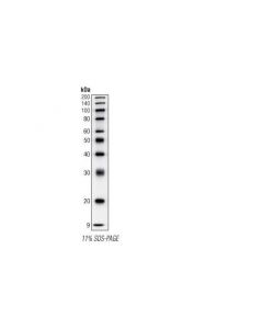 Cell Signaling Biotinylated Protein Ladd