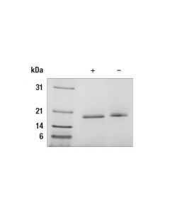 Cell Signaling Human Il-1ra Recomb.Protein