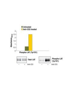 Cell Signaling Pathscan Phospho-Lat (Tyr220) Sandwich Elisa Kit