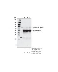 Cell Signaling Phosphoplus Btk (Tyr223) Antibody Duet