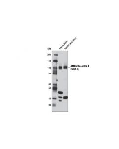 Cell Signaling Ampa Receptor 4 (Glua 4) (D19g9) Rabbit mAb