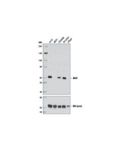 Cell Signaling Akt3 (L47b1) Mouse mAb