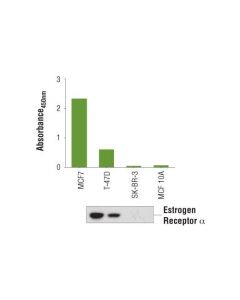 Cell Signaling Pathscan  Total Estrogen