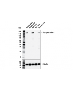Cell Signaling Synaptojanin-1 Antibody