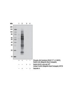 Cell Signaling Phospho-Akt Substrate (Rxxs*/T*) (110b7e) Rabbit mAb (Magnetic Bead Conjugate)