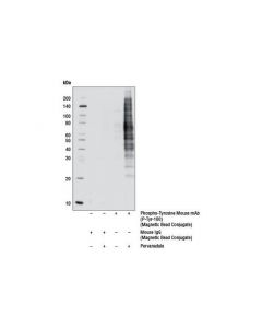 Cell Signaling Phospho-Tyrosine Mouse mAb (P-Tyr-100) (Magnetic Bead Conjugate)