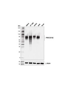 Cell Signaling PVR/CD155 (D8A5G) Rabbit mAb