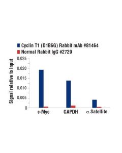 Cell Signaling Cyclin T1 (D1b6g) Rabbit mAb