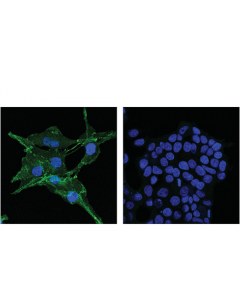 Cell Signaling N-Cadherin (D4r1h) Xp® Rabbit mAb (Alexa Fluor® 488 Conjugate)